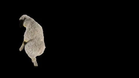 Sheep Dancing, with Alpha matte. Stock Footage 269962344