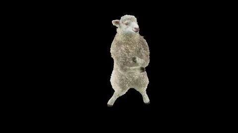 Sheep Dancing, with Alpha matte. Stock Footage 269962358
