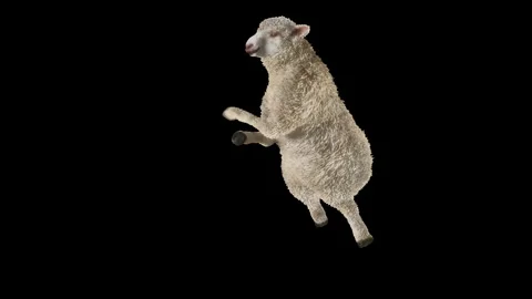 Sheep Dancing, with Alpha matte. Stock Footage 269962874