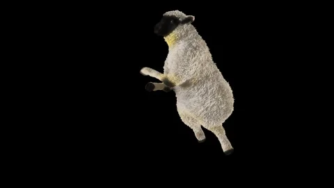 Sheep Dancing, with Alpha matte. Stock Footage 269963014