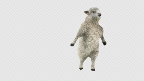 Sheep Dancing, with Alpha matte. Stock Footage 269964008
