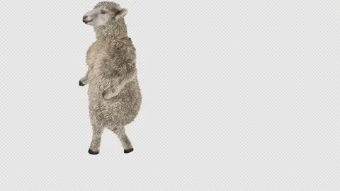 Sheep Dancing, with Alpha matte. Stock Footage 269964066