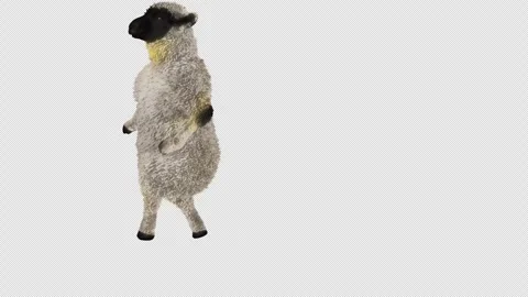 Sheep Dancing, with Alpha matte. Stock Footage 269964067
