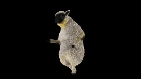 Sheep Dancing, with Alpha matte. Stock Footage 269964316