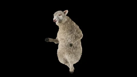 Sheep Dancing, with Alpha matte. Stock Footage 269964320