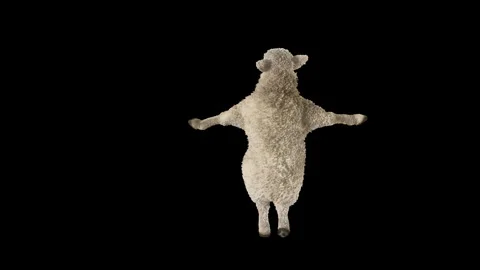 Sheep Dancing, with Alpha matte. Stock Footage 297553171