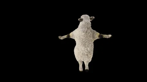 Sheep Dancing, with Alpha matte. Stock Footage 297553173