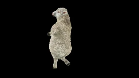 Sheep Dancing, with Alpha matte. Stock Footage 297553175