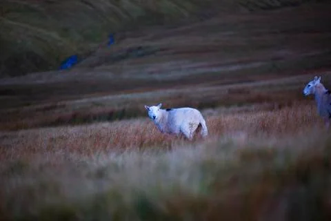 Sheep in the dark field  Stock Photos