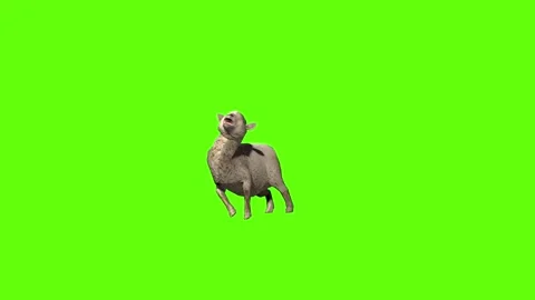Sheep death green screen animation 3D rendering Stock Footage 297691464