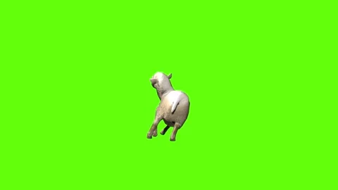 Sheep death  green screen animation 3D rendering Stock Footage 297691470