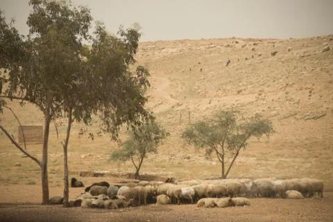 Sheep in the Desert Stock Photos