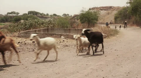 Sheep on desert running Stock Footage 23772809