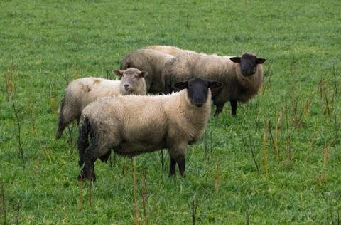 Sheep with diarrhoea Stock Photos