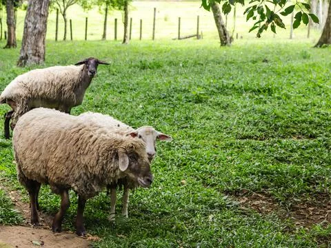 Sheep with different coats Stock-Fotos