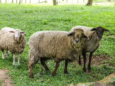 Sheep with different coats Stock Photos