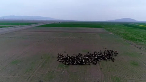 Sheep of different colors graze peacefully in a wide, stock footage. Stock Footage 304934993