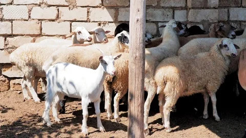 Sheep of different colors in the paddock before the sacrifice. Kurban Bayram Stock Footage 124896874
