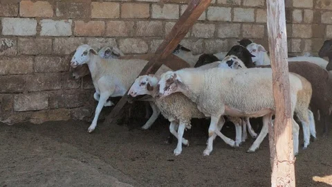Sheep of different colors in the paddock before the sacrifice. Kurban Bayram Stock Footage 124896888