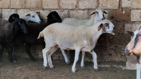 Sheep of different colors in the paddock before the sacrifice. Kurban Bayram Stock Footage 124896913