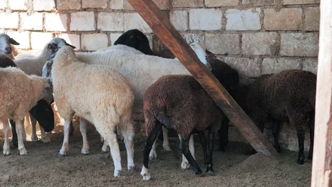 Sheep of different colors in the paddock before the sacrifice. Kurban Bayram Stock Footage 124896923
