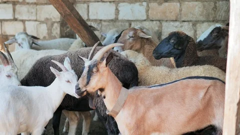 Sheep of different colors in the paddock before the sacrifice. Kurban Bayram Stock Footage 124896939