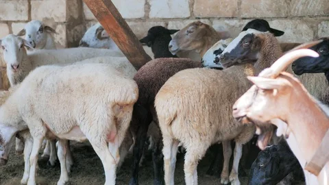 Sheep of different colors in the paddock before the sacrifice. Kurban Bayram Stock Footage 124896951
