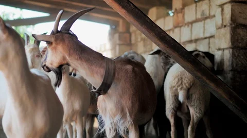 Sheep of different colors in the paddock before the sacrifice. Kurban Bayram Stock Footage 124896964