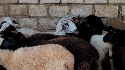 Sheep of different colors in the paddock before the sacrifice. Kurban Bayram Stock Footage 124896993