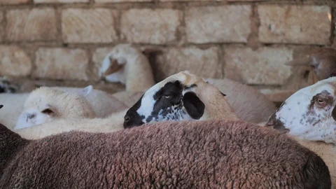 Sheep of different colors in the paddock before the sacrifice. Kurban Bayram Stock Footage 124897009