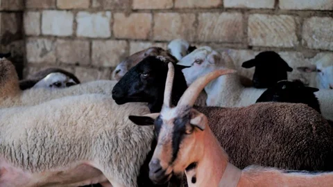 Sheep of different colors in the paddock before the sacrifice. Kurban Bayram Stock Footage 124897033