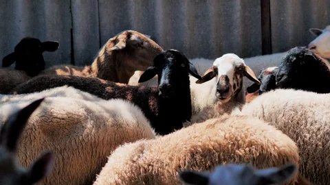 Sheep of different colors in the paddock before the sacrifice. Kurban Bayram Stock Footage 124897046