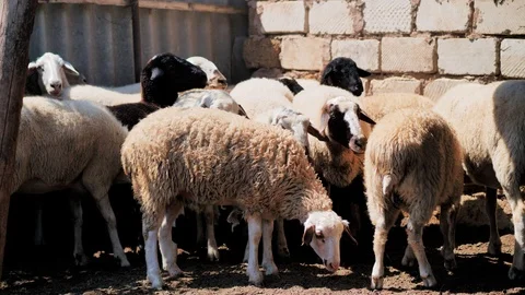 Sheep of different colors in the paddock before the sacrifice. Kurban Bayram Stock Footage 124897060