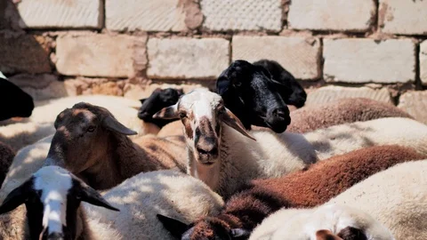 Sheep of different colors in the paddock before the sacrifice. Kurban Bayram Stock Footage 124897075