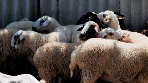 Sheep of different colors in the paddock before the sacrifice. Kurban Bayram Stock Footage 124897092