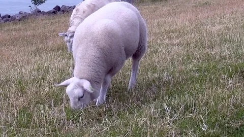 Sheep on the dike. Stock Footage 82902535
