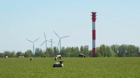 Sheep on a dike in front of a modern lighthouse and three wind turbines Stock Footage 192063380