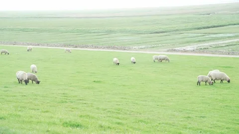 Sheep on a dike in a misty atmosphere, surrounded by green grass Vídeos de archivo 295435972