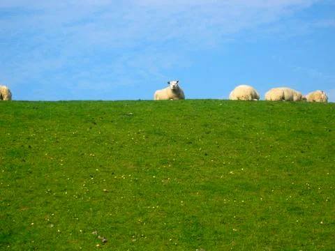 Sheep on dike Stock Photos