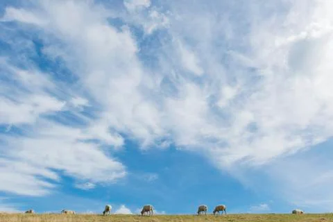 Sheep on dike Stock Photos