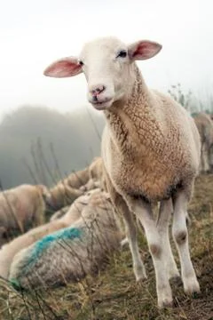 Sheep on a dike Stock Photos