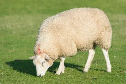 Sheep on a dike Stock Photos