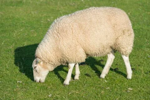 Sheep on a dike Stock Photos