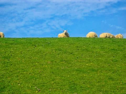 Sheep on dike Stock Photos