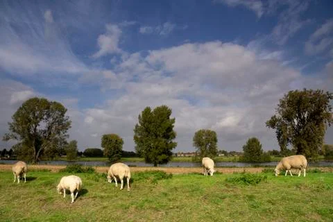 Sheep on a dike Stock Photos