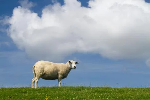 Sheep on dike Stock Photos