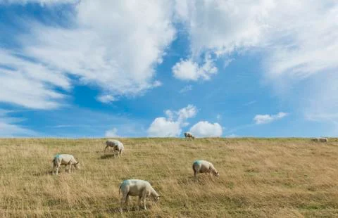 Sheep on dike on texel Stock Photos
