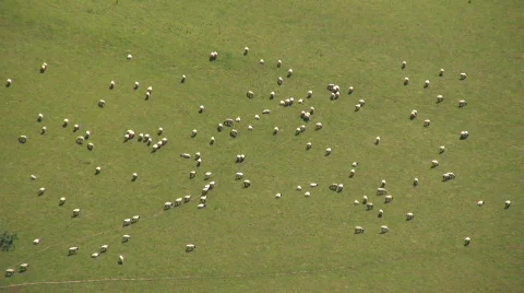 Sheep dispersing Stock-Footage 95258