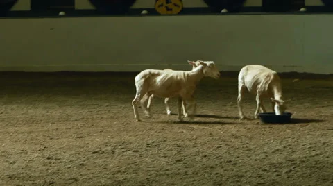 Sheep Dog Competition at the Big E Fair Stock Footage 30477018