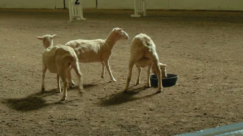 Sheep Dog Competition at the Big E Fair Stock Footage 30477229